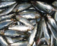 Fish - BiH