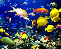 Ornamental Fish