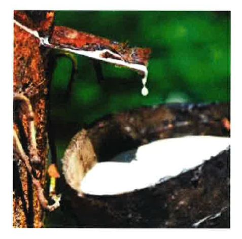Natural Rubber
